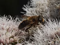 Blinde bij [Eristalis tenax]